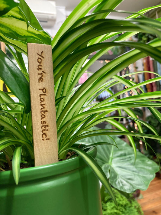 Plant Labels