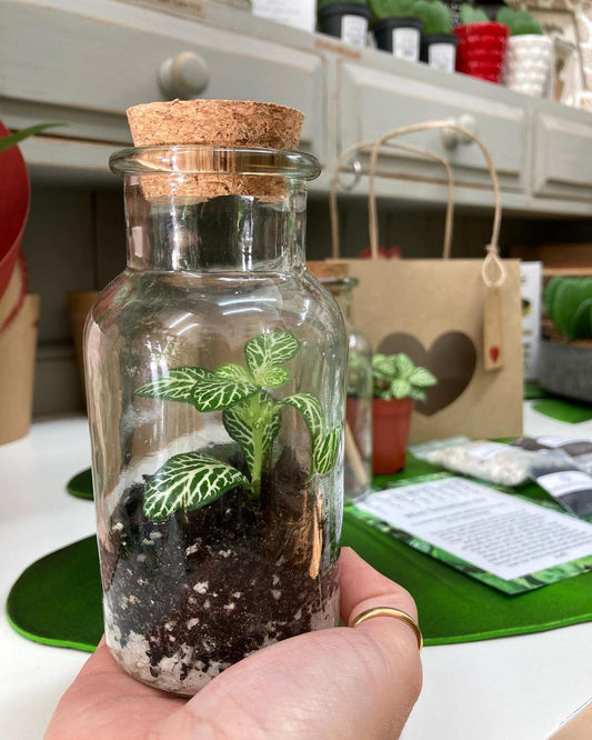 Mini Terrarium Kit