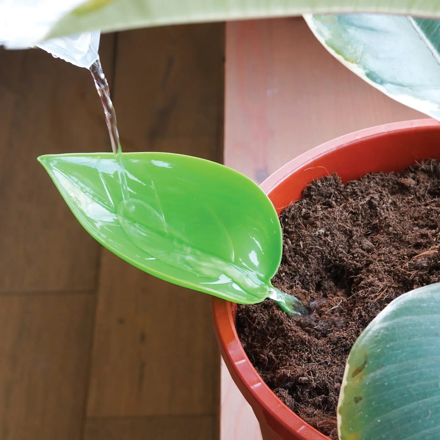 Foliage Funnels